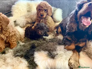 Cockapoo dogs Exceptional fb1 cockerpoos - Advert 1