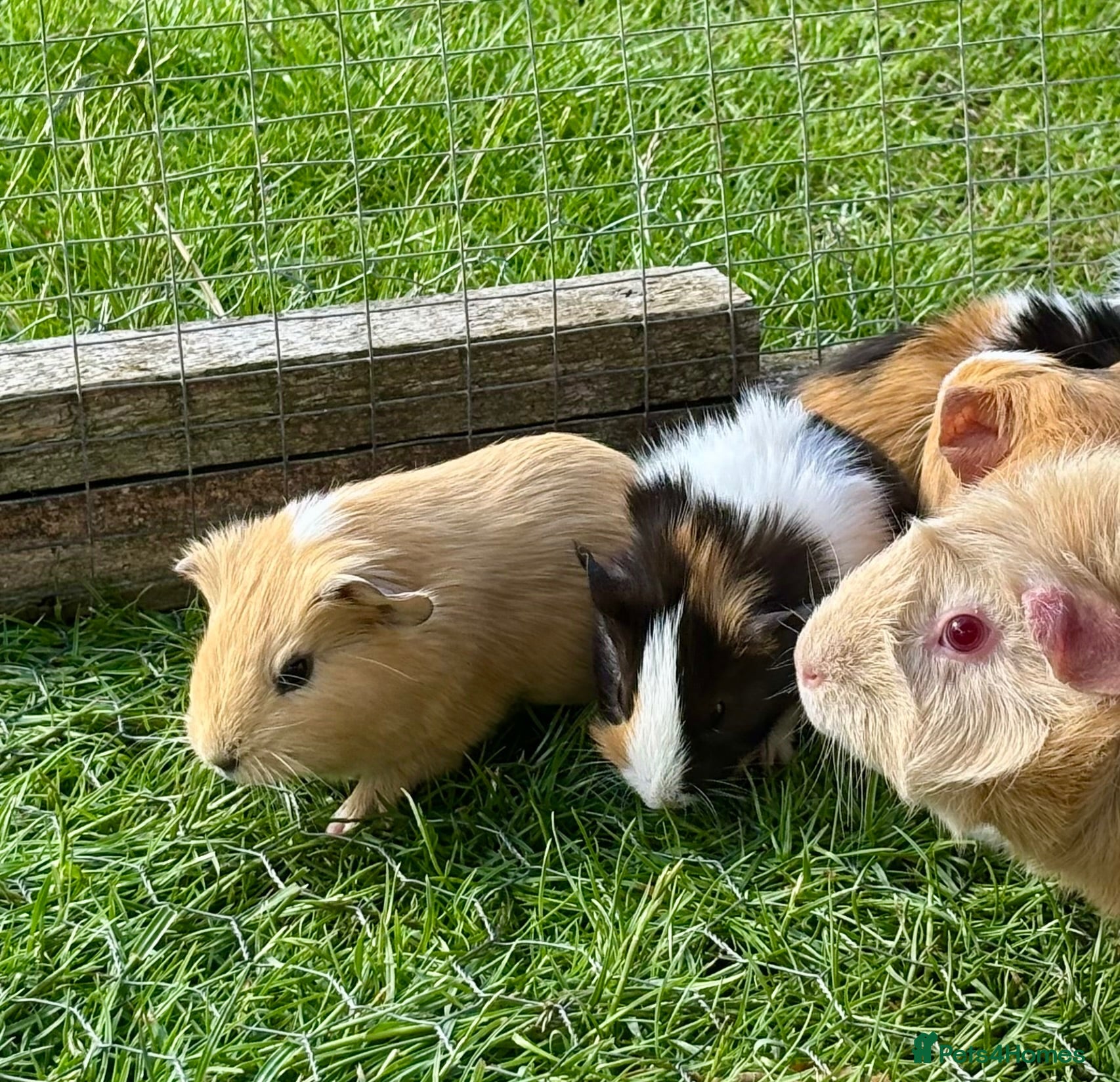 Guinea Pig rodents 3 Baby boy Guinea Pigs for sale  - Advert 3