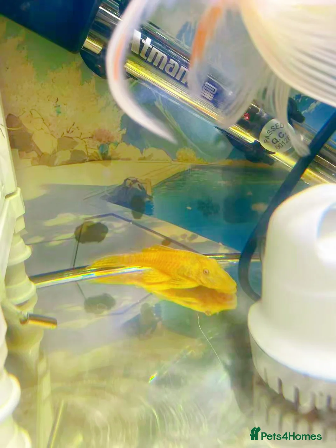 Plecos fish for sale: Bristlenose Pleco Golden&Snowflake – Various Sizes - Advert 32