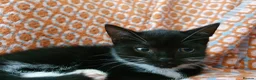 Mixed Breed cats for sale: Gorgeous black&white male kitten - Advert 1