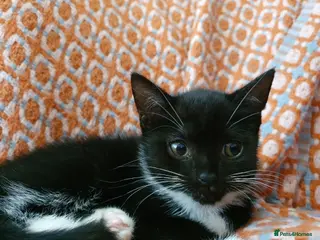 Mixed Breed cats Gorgeous black&white male kitten - Advert 5
