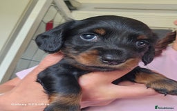 Dachshund dogs for sale: Dachshund puppies  - Image 8