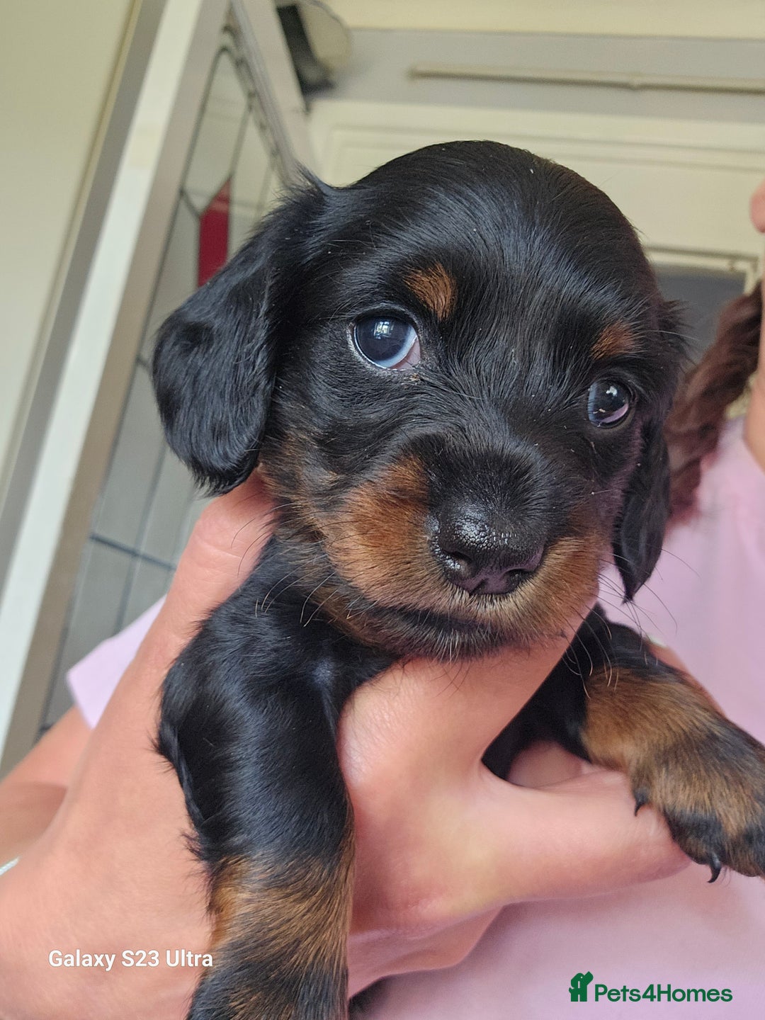Dachshund dogs for sale: Dachshund puppies  - Image 8