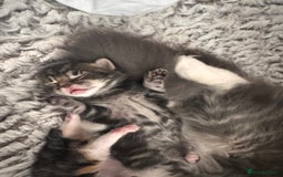 Mixed Breed cats for sale: 4 beautiful mixed breed kittens  - Image 3