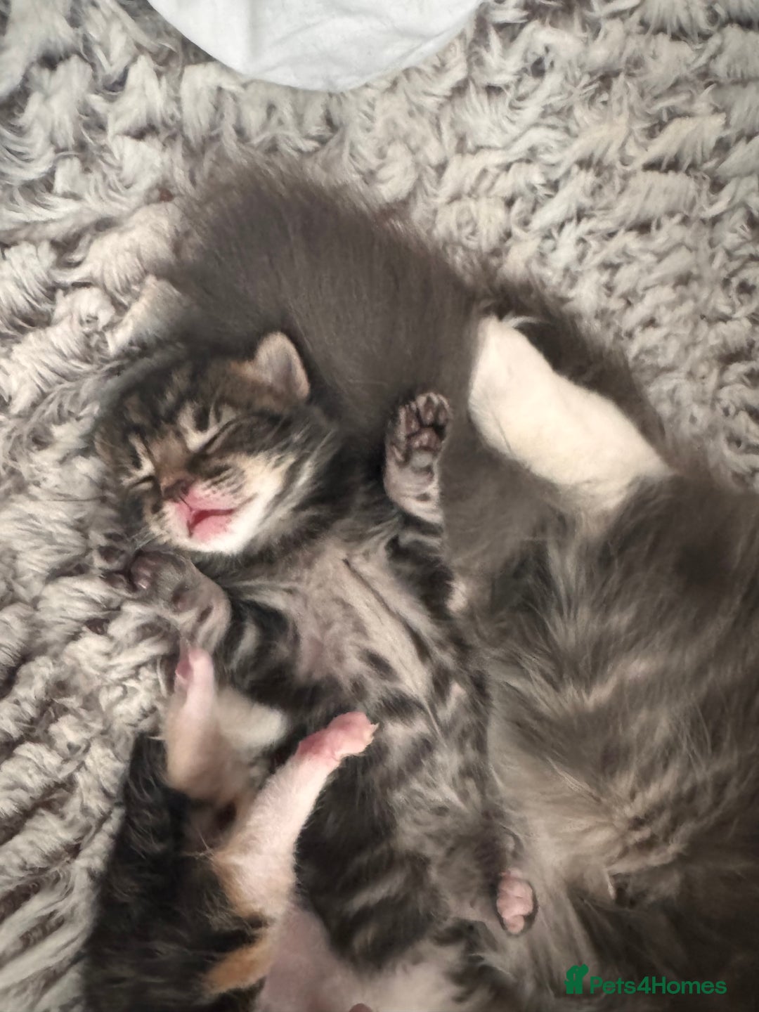 Mixed Breed cats for sale: 4 beautiful mixed breed kittens  - Image 3