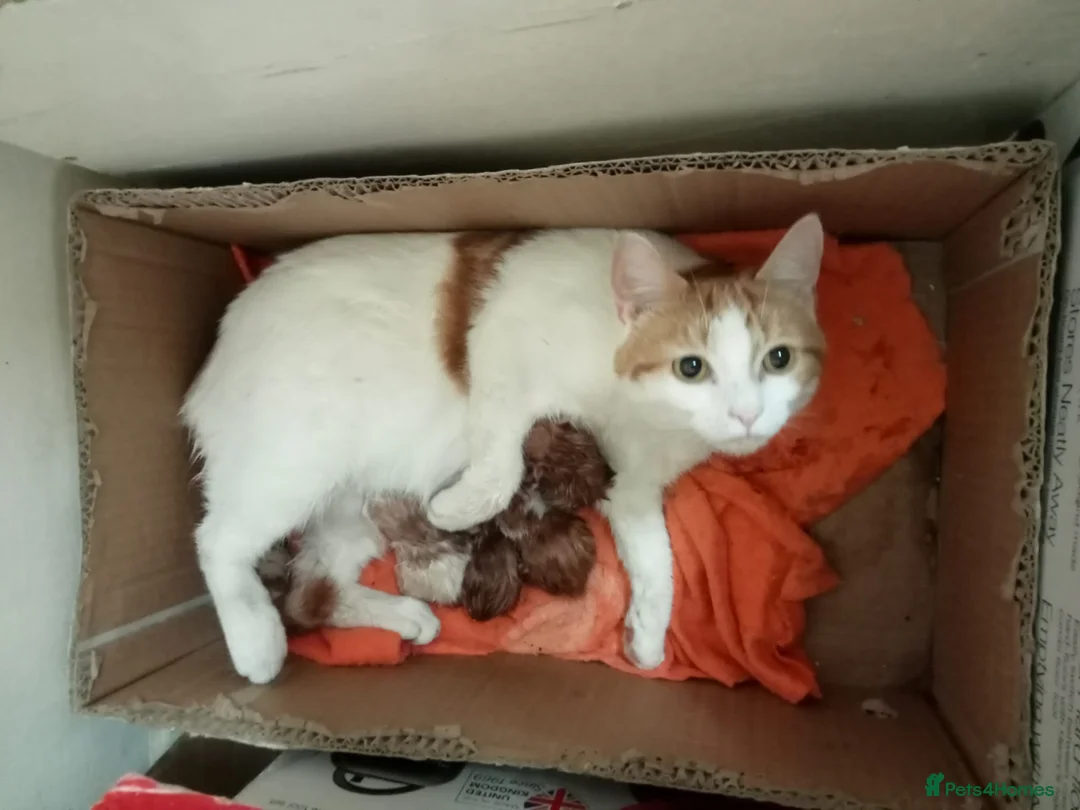 British Shorthair cats for sale: 4 beautiful,  adorable kittens for sale  - Advert 6
