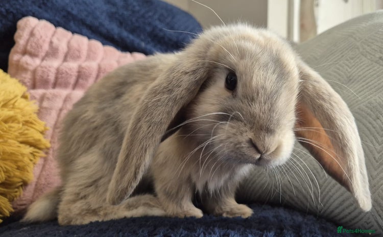 French Lop rabbits for sale - Advert 4