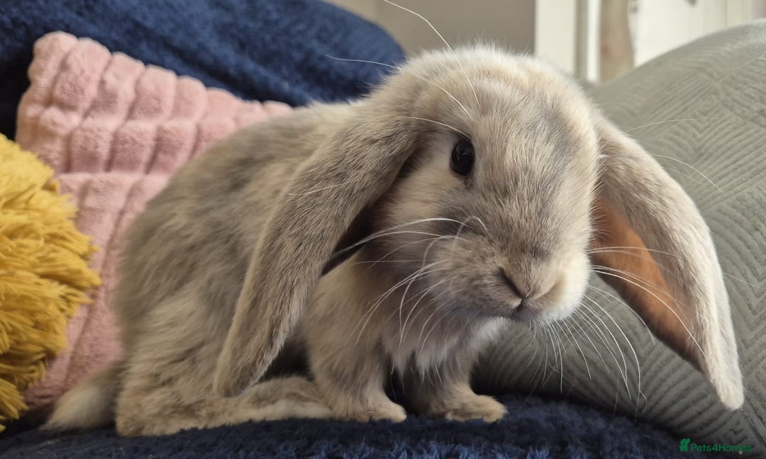 French Lop rabbits for sale: Frenchlops  - Image 1