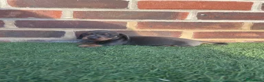 Miniature Dachshund 1