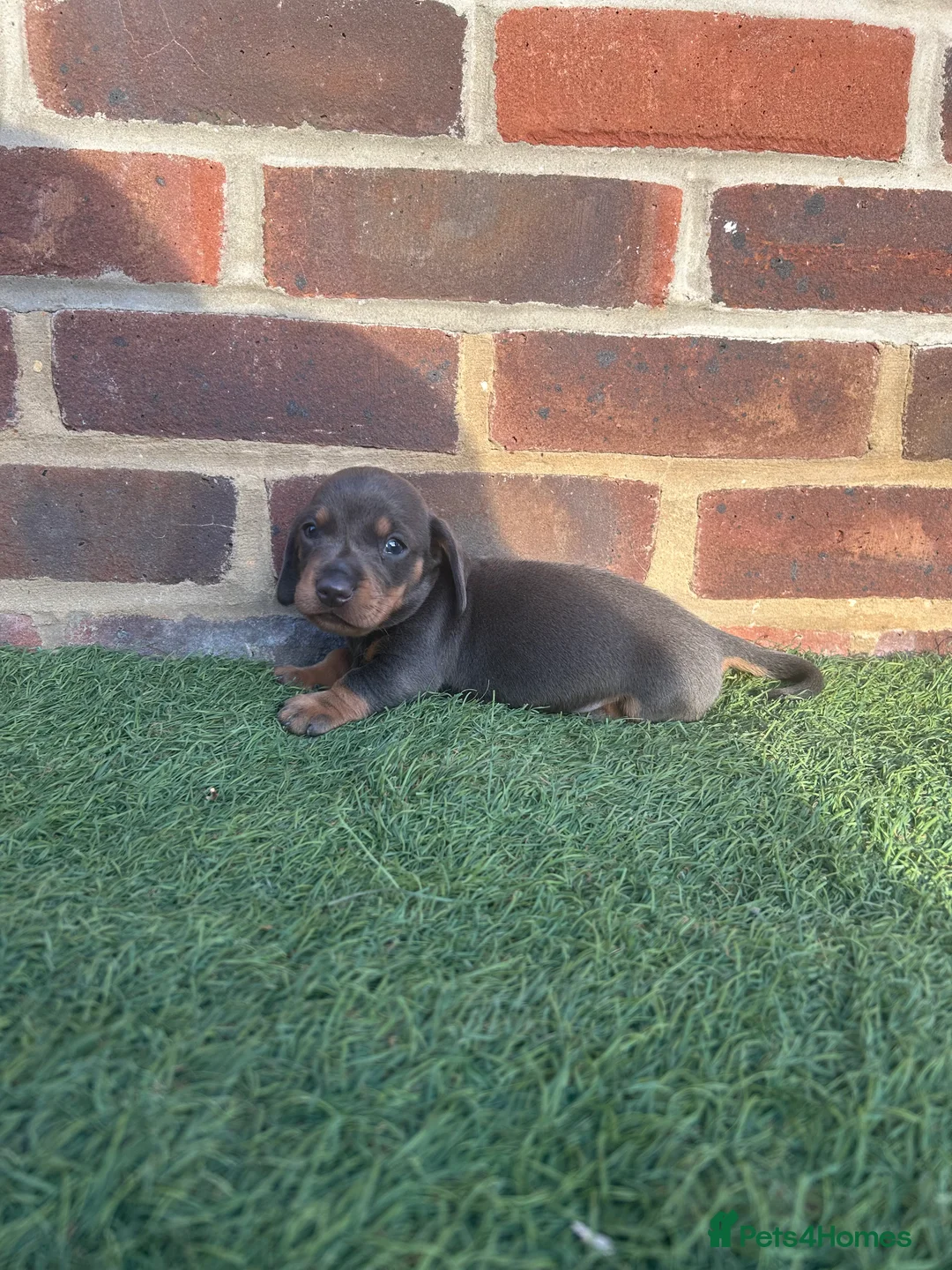 Miniature Dachshund dogs for sale: Beautiful miniature dachshund puppies  - Advert 10