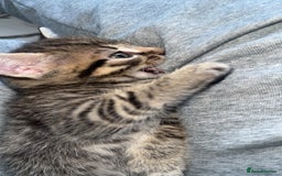 Domestic Shorthair cats for sale: Adorable tabby/bengal kittens to a good home - Image 32