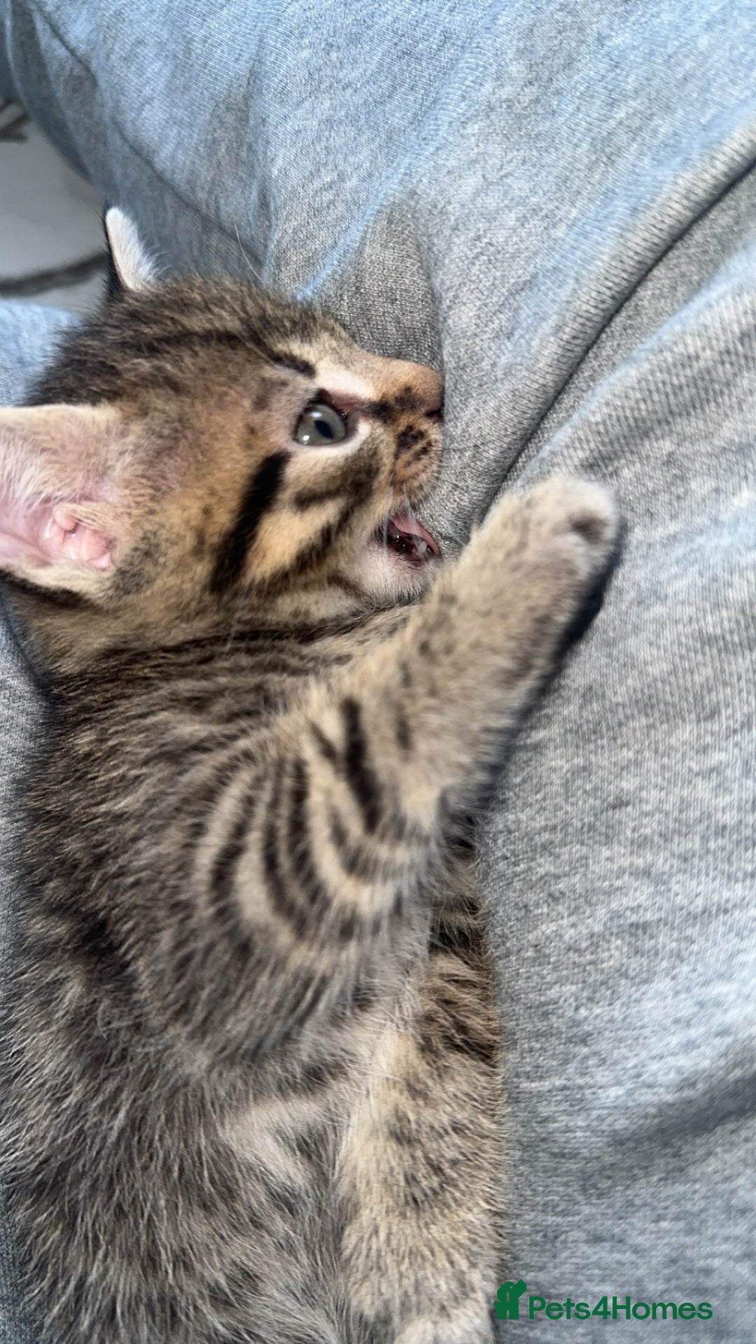 Domestic Shorthair cats for sale: Adorable tabby/bengal kittens to a good home - Image 32
