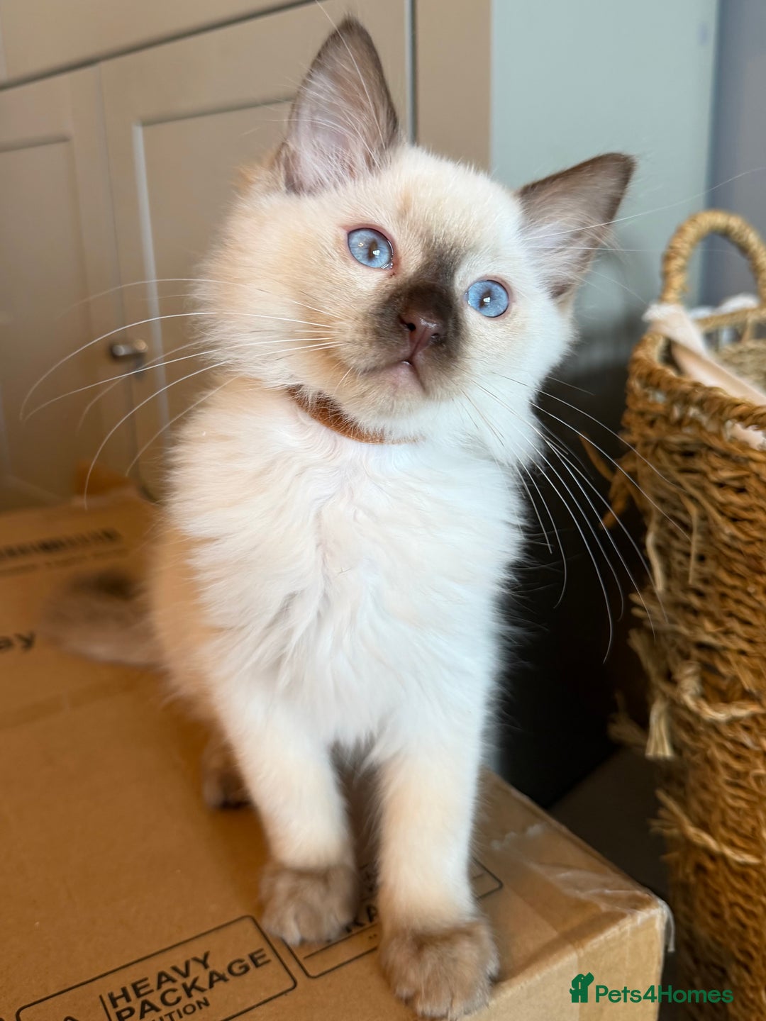 Ragdoll cats for sale: Ragdoll Kittens 😻 3 boys ready now  - Image 9