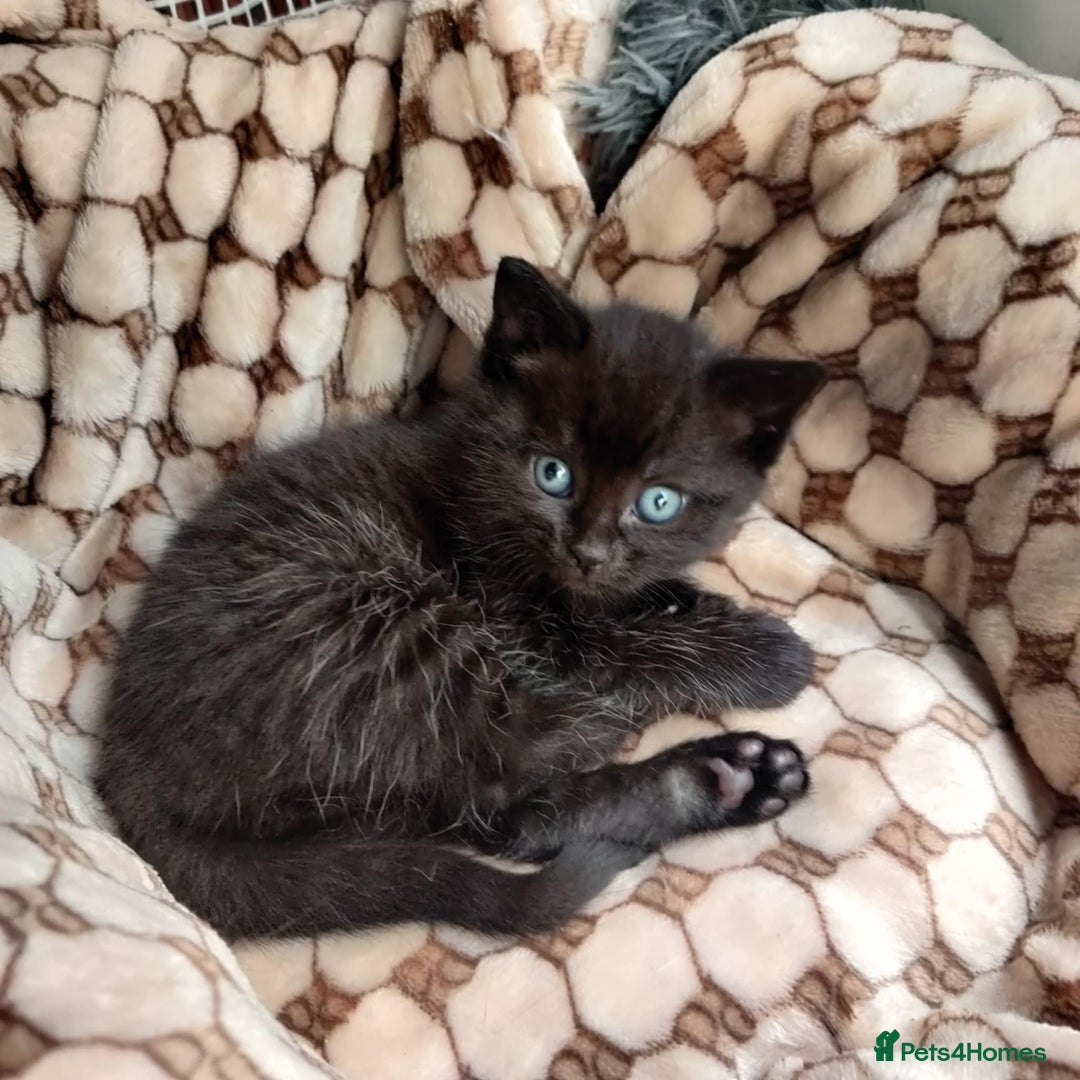 Mixed Breed cats for sale: Adorable 2 kitten  - Advert 7