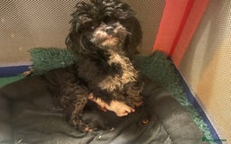 Maltipoo dogs for sale: *Micro Tiny F1 Maltese x Toy Poodle Maltipoo Pup* - Image 11