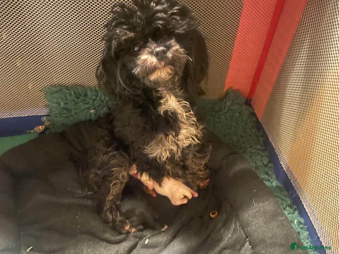 Maltipoo dogs for sale: *Micro Tiny F1 Maltese x Toy Poodle Maltipoo Pup* - Image 11
