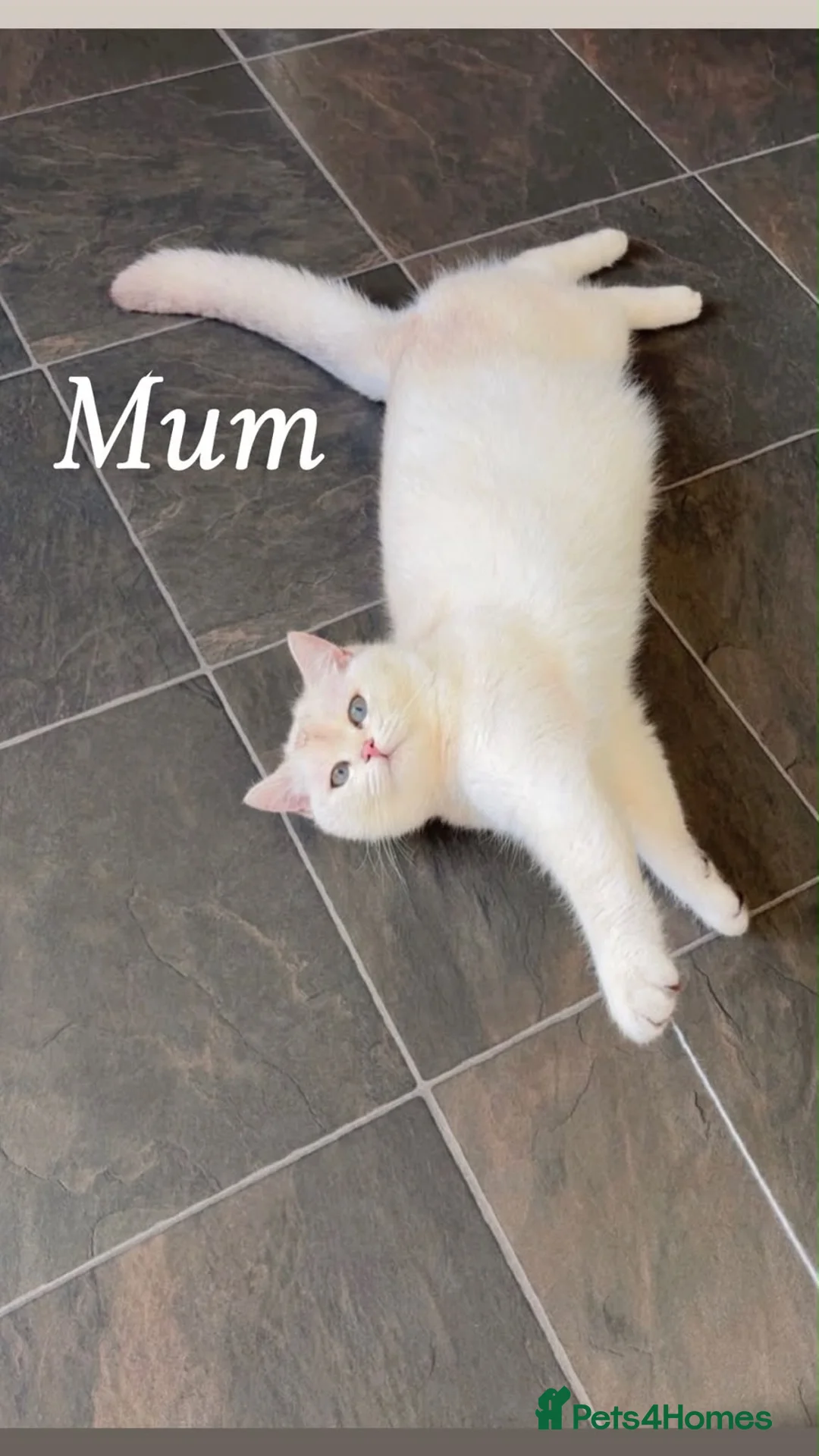 British Shorthair cats for sale: Beautiful British shorthair kittens  - Advert 1