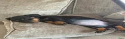 Miniature Dachshund dogs for sale: Bella  in Mitcham - Advert 2
