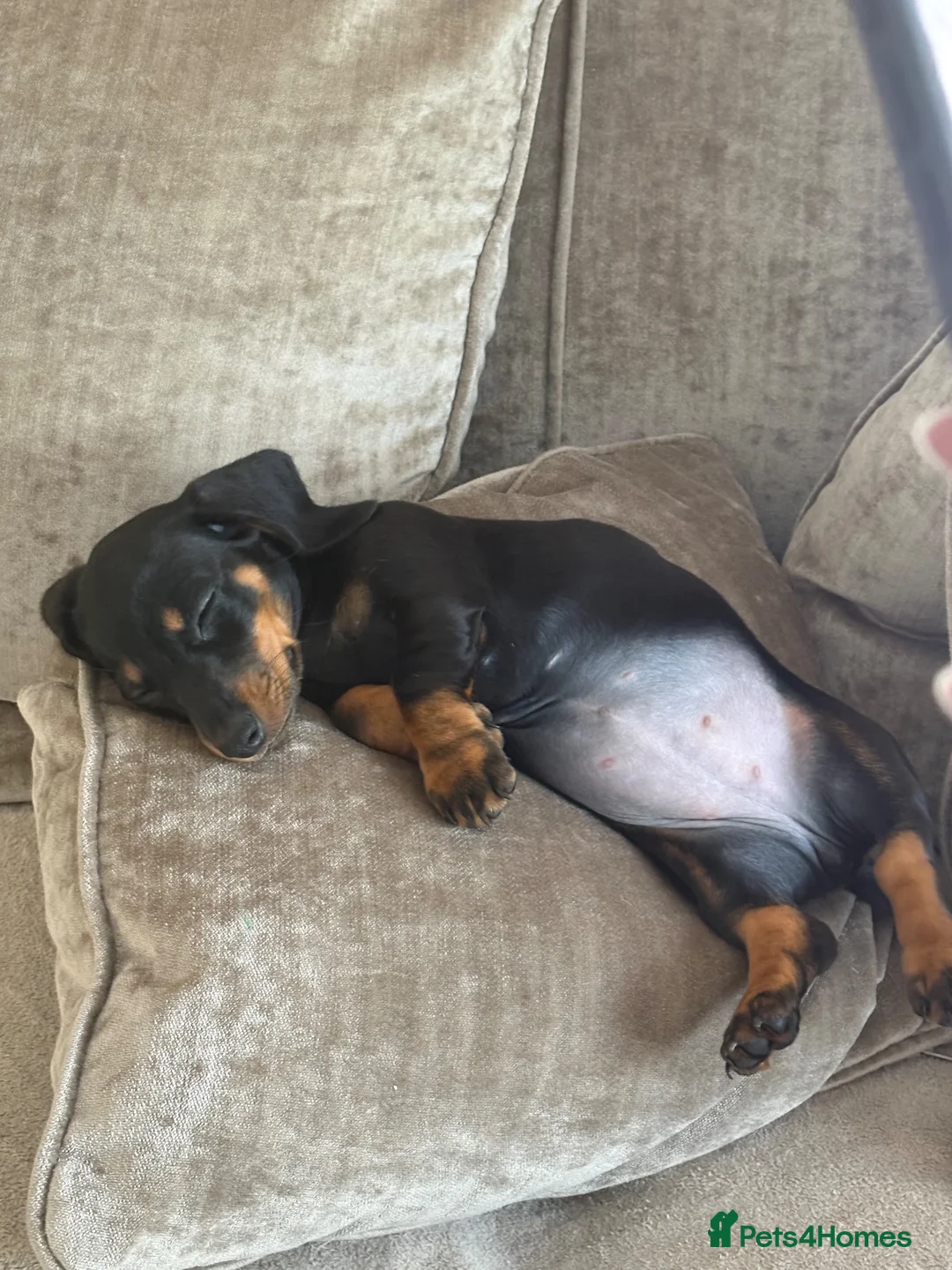 Miniature Dachshund dogs for sale: Bella  in Mitcham - Advert 2