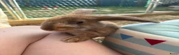Mixed Breed rabbits for sale: 3 male rabbits and full set up  in Bristol - Advert 16
