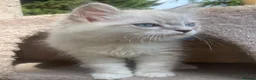Siberian cats for sale: 3 Adorable Siberian Kittens Available - Advert 14