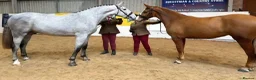Irish Draught horses for sale: Magnificent Marjorie - Advert 6