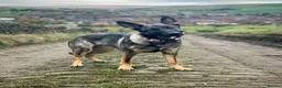 German Shepherd dogs for sale: German Shepherd Puppies - Advert 25
