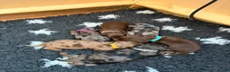 Miniature Dachshund dogs for sale:  🐾 Stunning longhaired mini dachshunds 🐾 - Advert 3