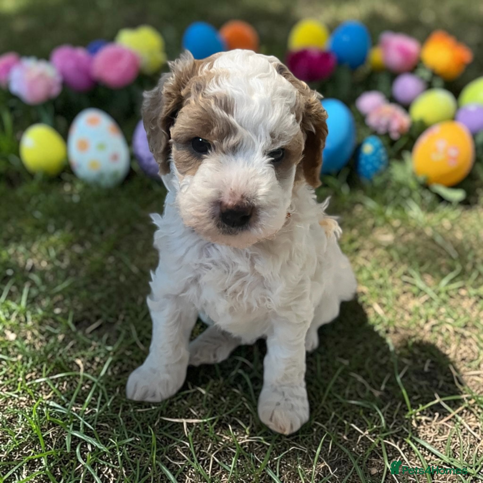 Australian Labradoodle dogs  health tested parents!! Ready on 25 April 🐶 - Advert 5