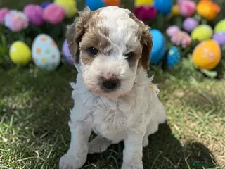 Australian Labradoodle dogs health tested parents!! Ready on 25 April 🐶 - Advert 5