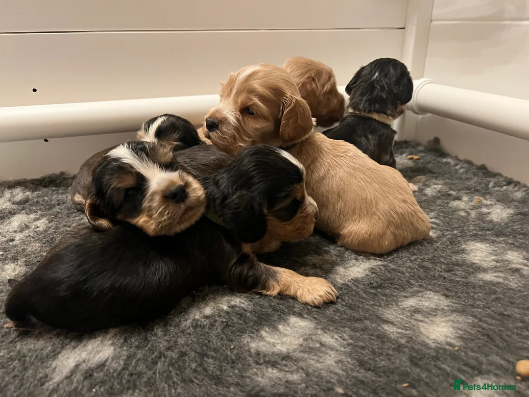 Cocker Spaniel dogs for sale: Exceptional Health Tested Show Cocker Spaniel - Advert 16