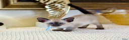 Oriental cats for sale: Superb TICA Registered Siamese & Oriental Babies - Advert 3