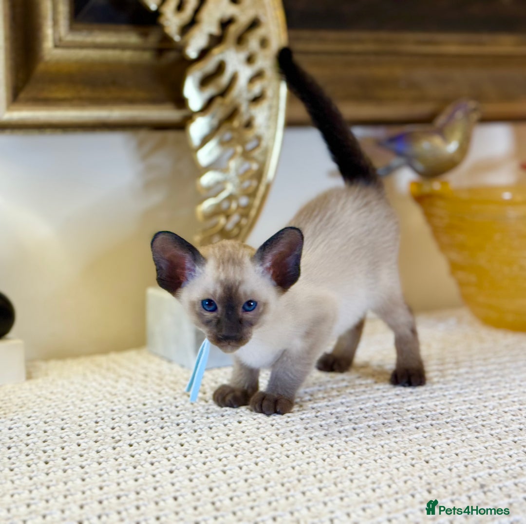 Oriental cats for sale: Superb TICA Registered Siamese & Oriental Babies - Advert 3