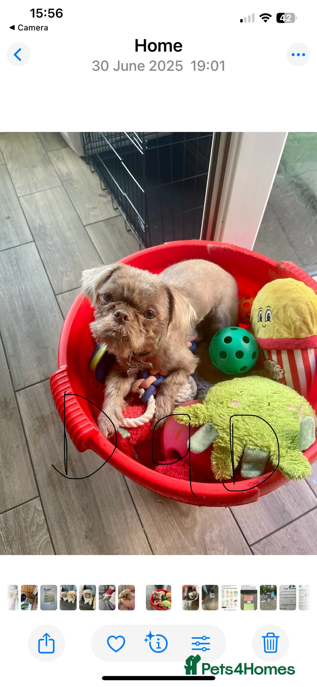 Shih Tzu dogs for sale:  imperial shihtzu dobie carriers karishishi only 2 - Advert 21