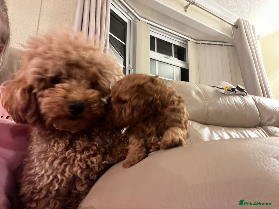 Toy Poodle dogs for sale: Red Toy Poodle  - Advert 5
