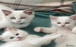 Ragdoll cats for sale: Rare champion lilac/flame/tortie Ragdoll kittens in Hook - Image 13