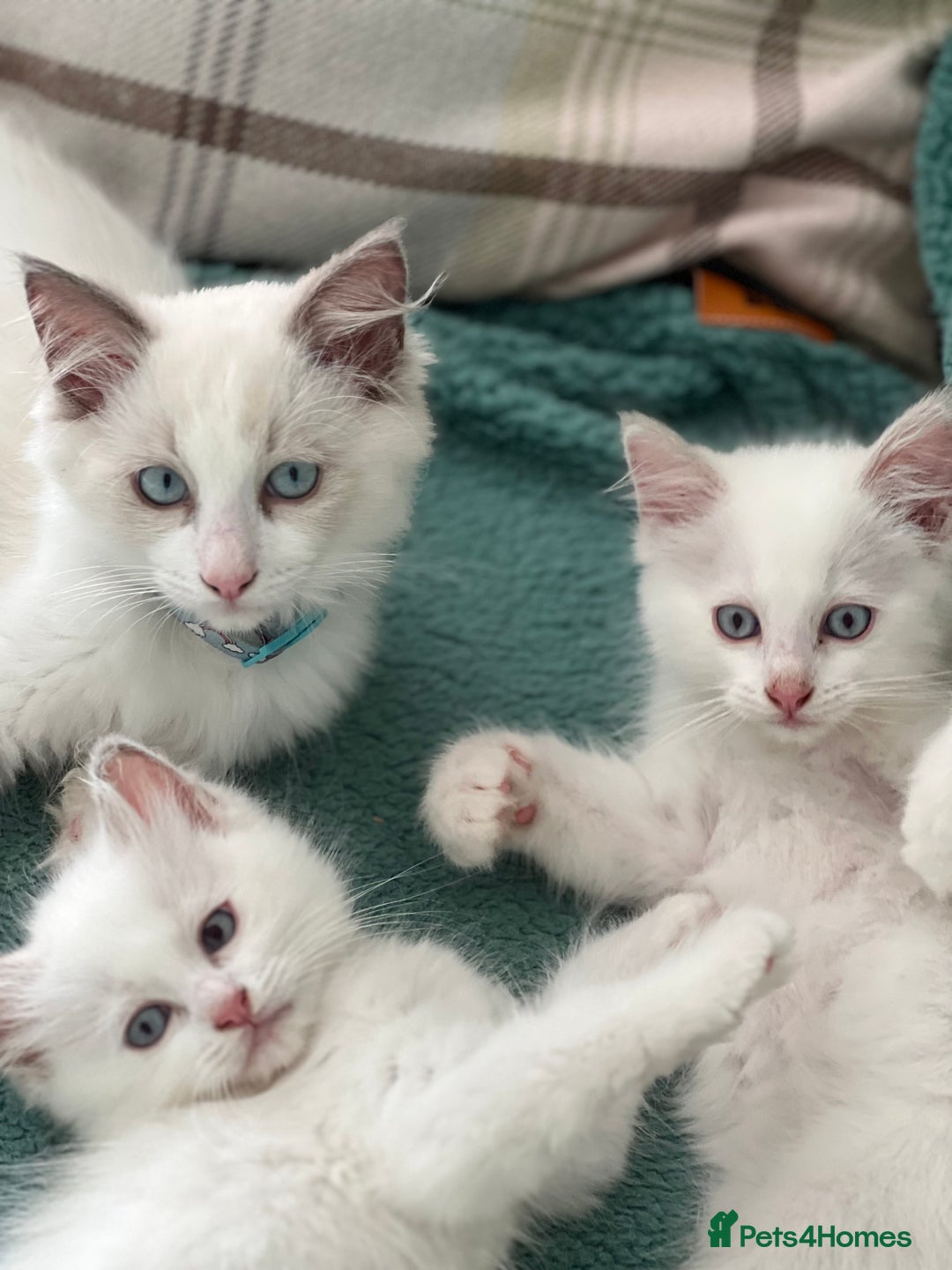 Ragdoll cats for sale: Rare champion lilac/flame/tortie Ragdoll kittens in Hook - Image 13
