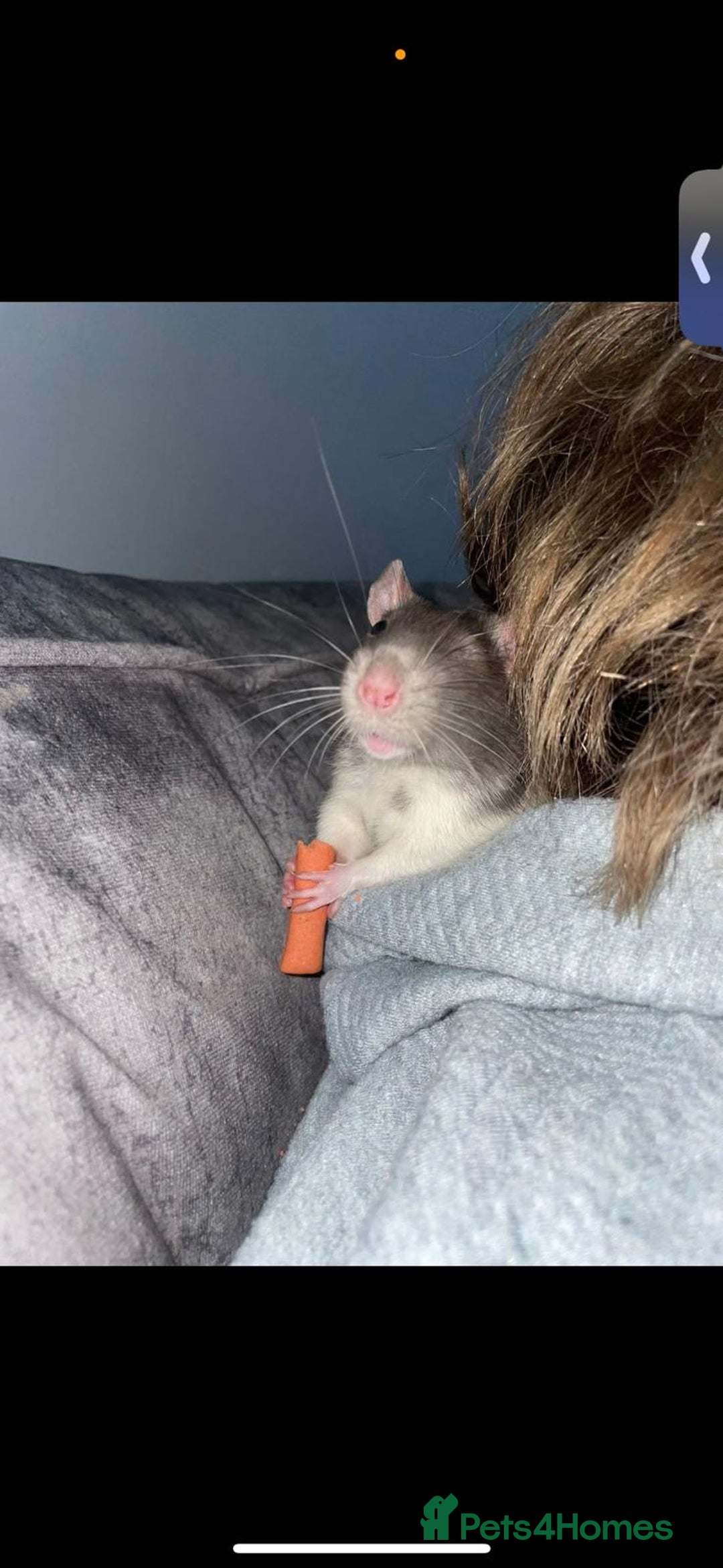 Rat rodents for sale: 2 male rats.  - Image 4