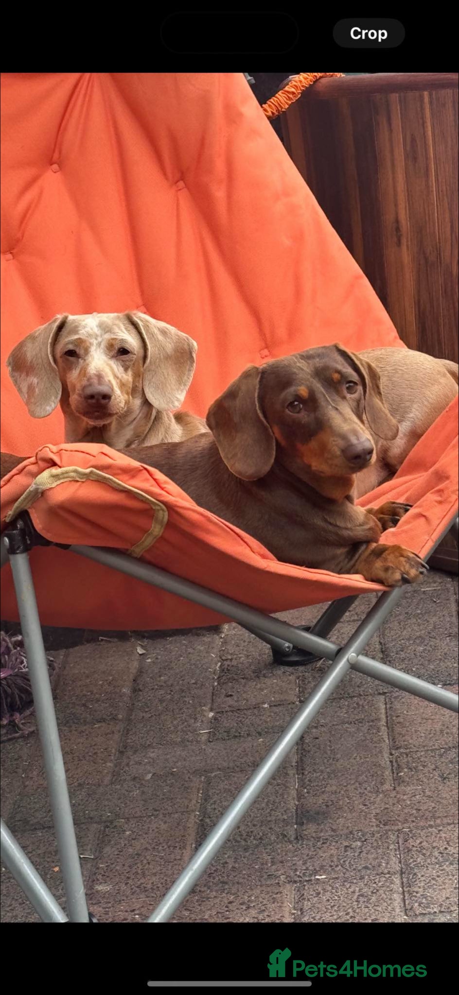 Miniature Dachshund dogs 2 Stunning Bonded Females  - Advert 1