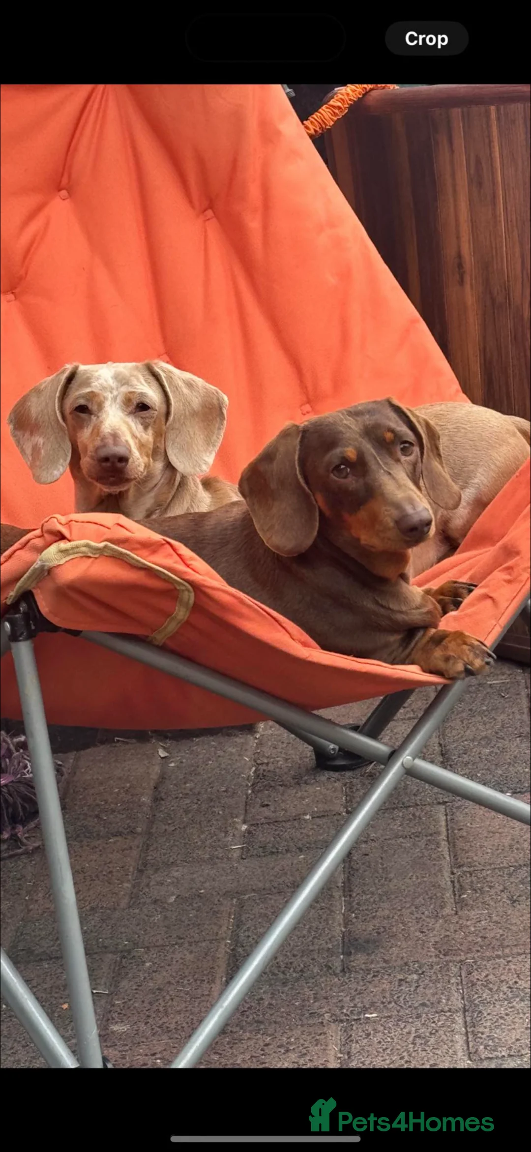 Miniature Dachshund dogs for sale: 2 Stunning Bonded Females  in Lancaster - Advert 1