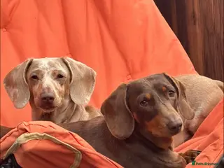 Miniature Dachshund dogs 2 Stunning Bonded Females - Advert 1
