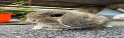 Mini Lop rabbits for sale: Male mini lops looking for for ever homes - Advert 3