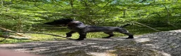 Patterdale Terrier dogs for stud: Compact, Strong, Proven - Advert 2