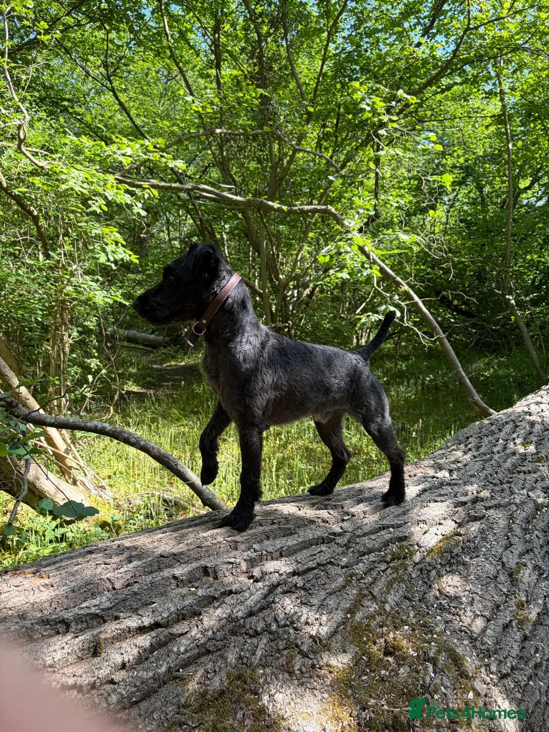 Patterdale Terrier dogs for stud: Compact, Strong, Proven - Advert 2