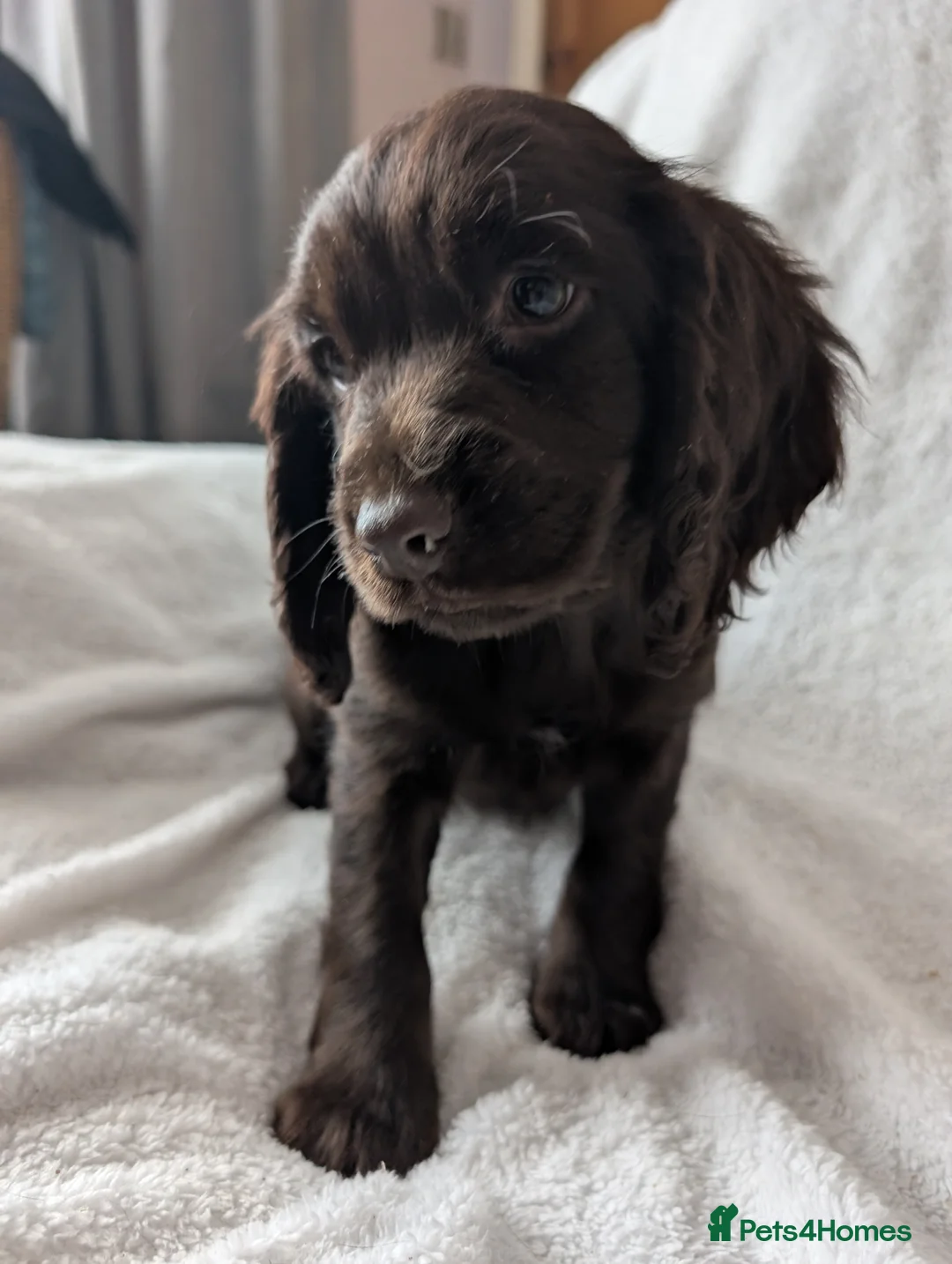 Cocker Spaniel dogs for sale: Cockerspaniel puppies ready soon! - Advert 26