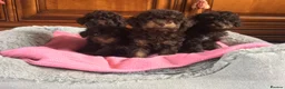 Toy Poodle dogs for sale: Chocolate Toy Poodles - Advert 2