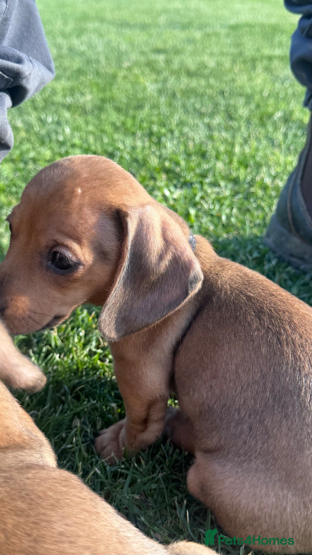 Miniature Dachshund dogs KC Registered miniature dachshund puppies  - Advert 2
