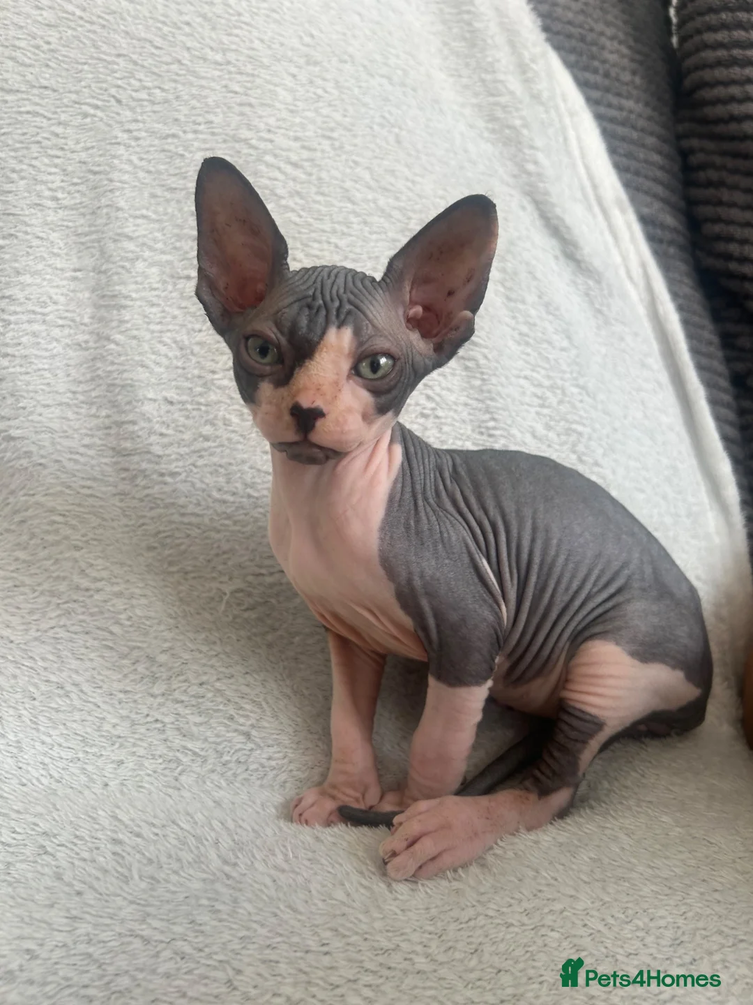 Sphynx cats for sale: Sphynx kittens - Advert 2