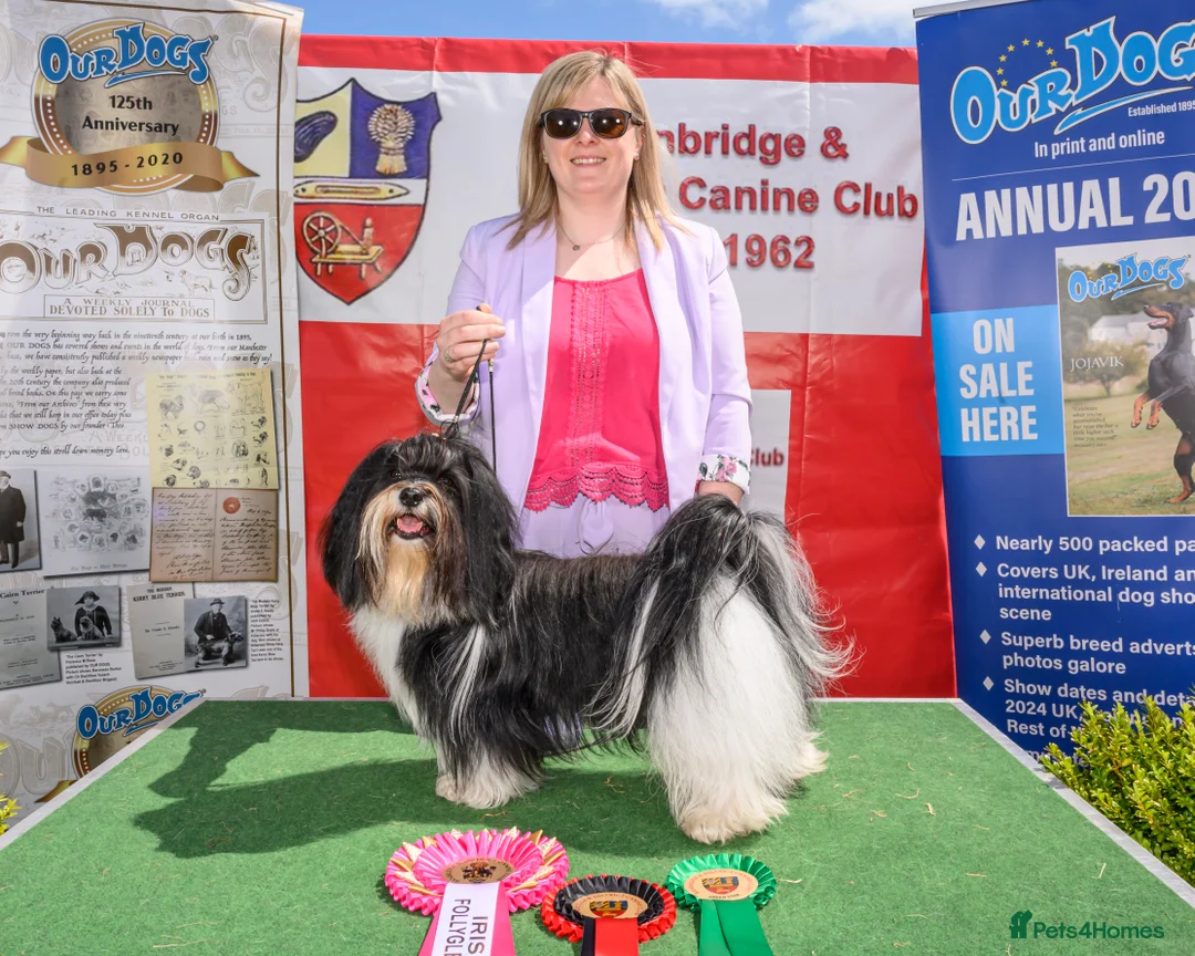 Havanese dogs for stud: Havanese for stud in Newtownards - Advert 5