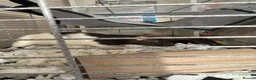 Rat rodents for sale: Rats need re homing asap in Banbury - Advert 3
